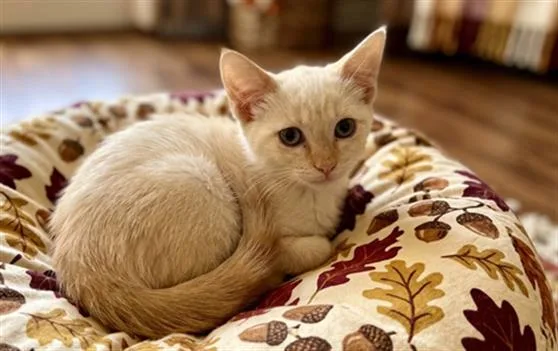 Creamsicle