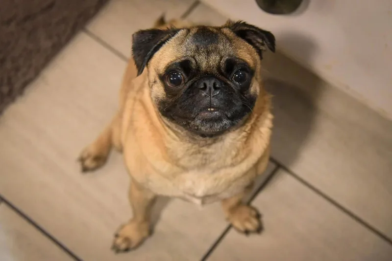 An adult medium-sized male Pug dog named Jack for adoption in Pelham, MA