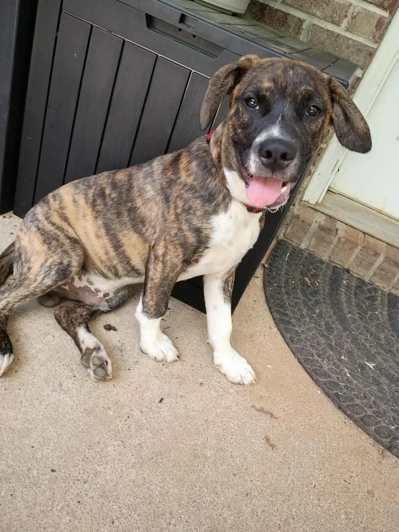 A young medium-sized male Boxer dog named Jake for adoption in Winder, GA