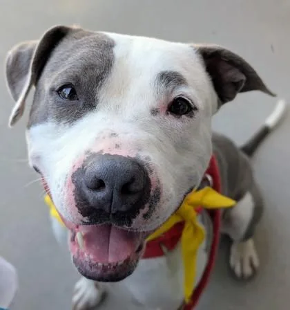 A young medium-sized male Gray / Blue / Silver Mixed Breed dog named Bean for adoption in Hamilton, OH