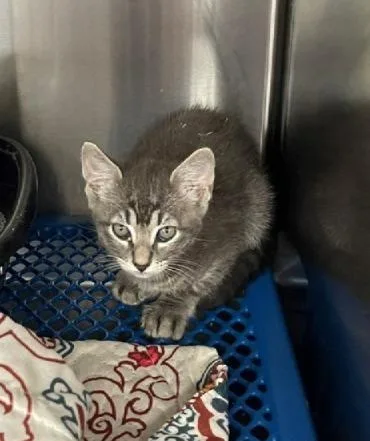A baby small-sized male Domestic Short Hair cat named Luxury for adoption in Jackson, LA