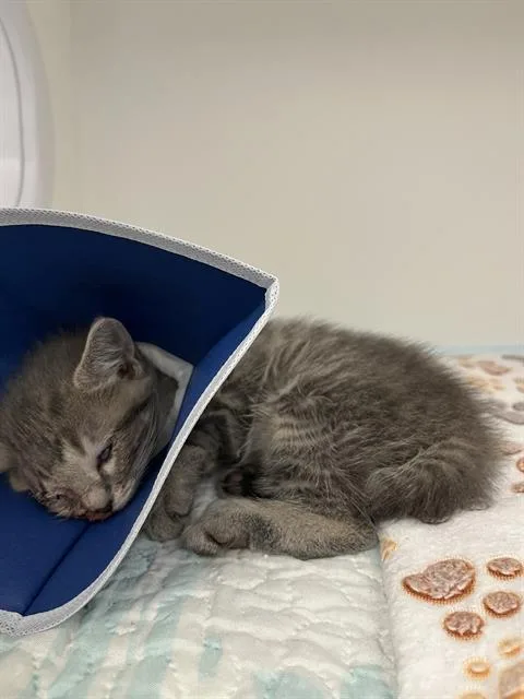 A baby small-sized male Domestic Short Hair cat named Popeye for adoption in Indianapolis, IN