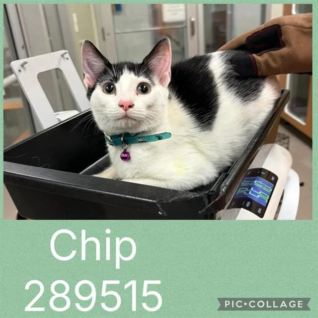 A baby small-sized male Domestic Short Hair cat named Chip for adoption in Macon, GA