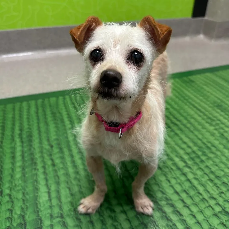 A senior small-sized female Yellow / Tan / Blond / Fawn Terrier dog named Graciela for adoption in Playa Vista, CA