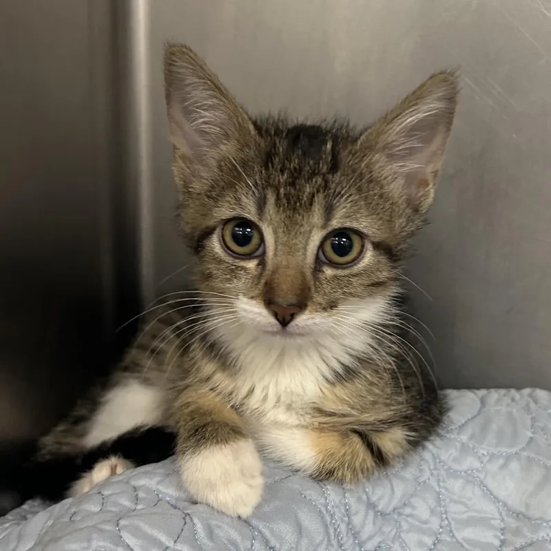 A baby small-sized male Brown / Chocolate Domestic Short Hair cat named Motto Motto for adoption in West Palm Beach, FL