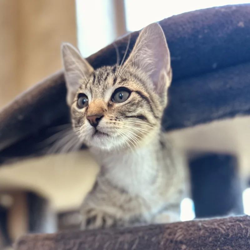 A baby small-sized male Tabby (Buff / Tan / Fawn) American Shorthair cat named Ace for adoption in Seguin, TX