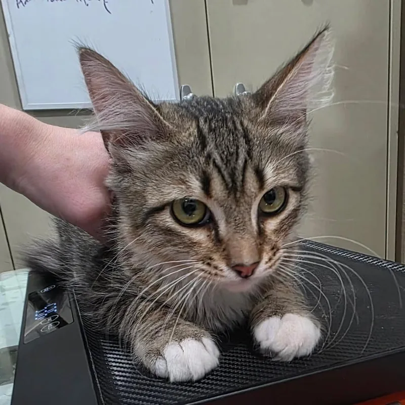 A baby medium-sized male Gray / Blue / Silver Domestic Medium Hair cat named Albie for adoption in Amarillo, TX
