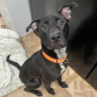 An adult medium-sized male Pit Bull Terrier dog named Budgie for adoption in Worcester, MA