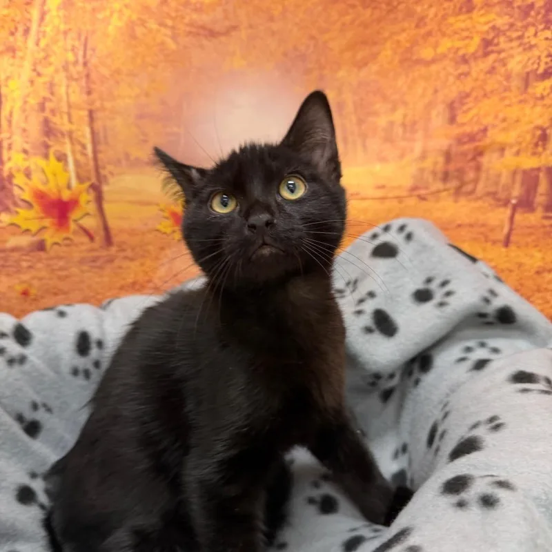 A baby small-sized male Domestic Short Hair cat named Carl for adoption in Newberg, OR