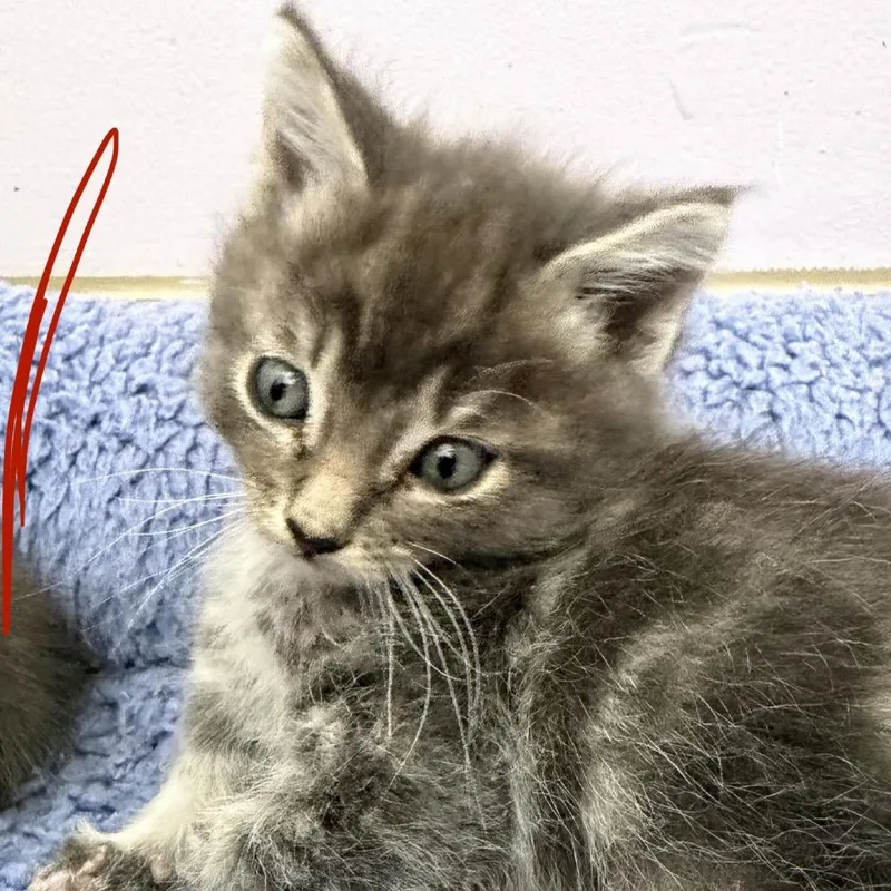 A baby small-sized female Gray / Blue / Silver Domestic Short Hair cat named Halo Cloud for adoption in San Pablo, CA