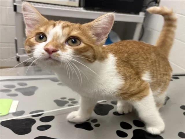 A young small-sized male Domestic Short Hair cat named Cape Verde for adoption in Derwood, MD