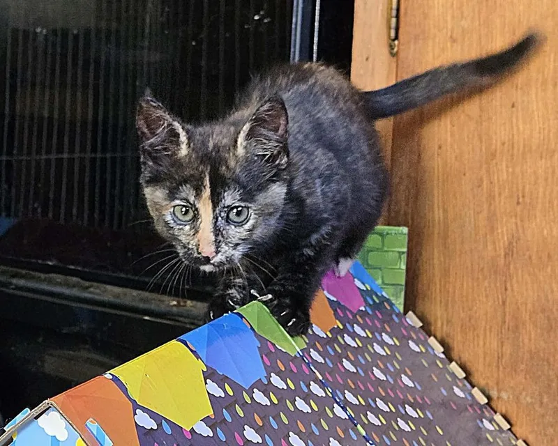A baby small-sized female Domestic Short Hair cat named Svetlana for adoption in Plymouth, MN