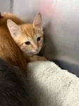 A baby medium-sized male Tabby (Orange / Red) Domestic Short Hair cat named Kane for adoption in Heathsville, VA