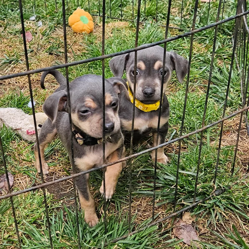 A baby small-sized male Golden Chihuahua dog named Cricket for adoption in Lafayette, CA