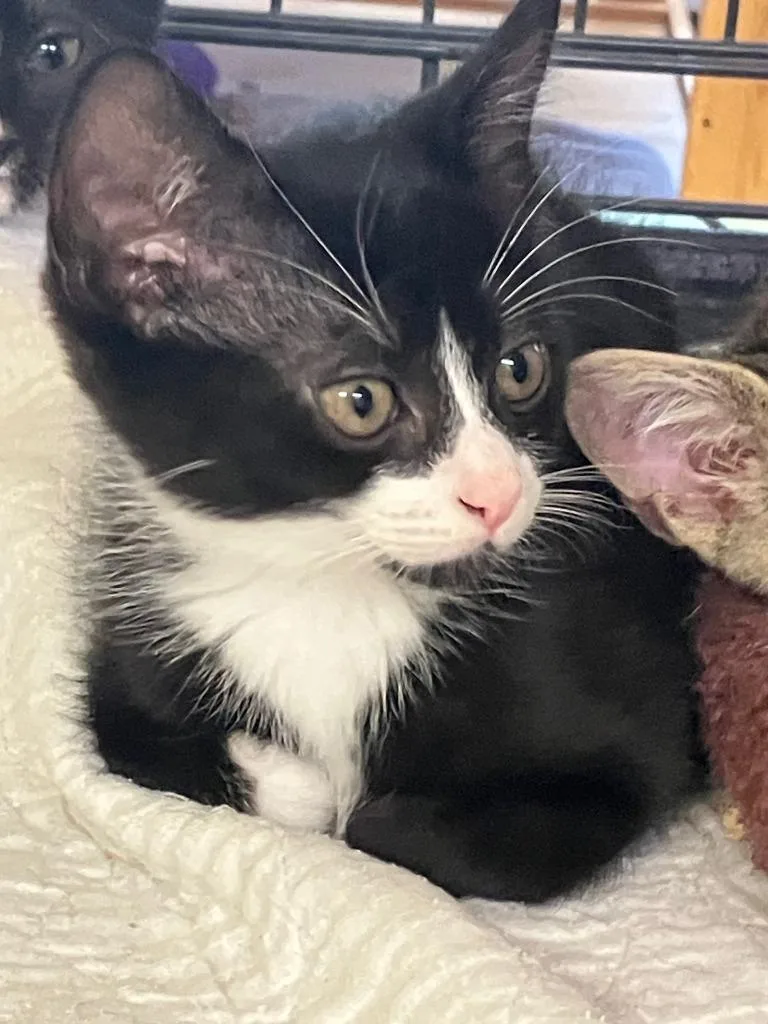 A baby small-sized male Domestic Short Hair cat named Aiden for adoption in Lunenburg, MA