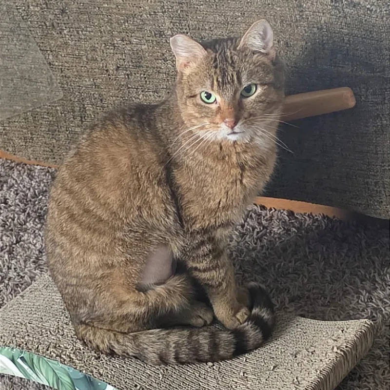 A senior medium-sized male Tabby (Brown / Chocolate) Domestic Short Hair cat named Norman for adoption in Pardeeville, WI