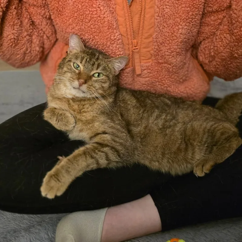 Norman thumbnail 3