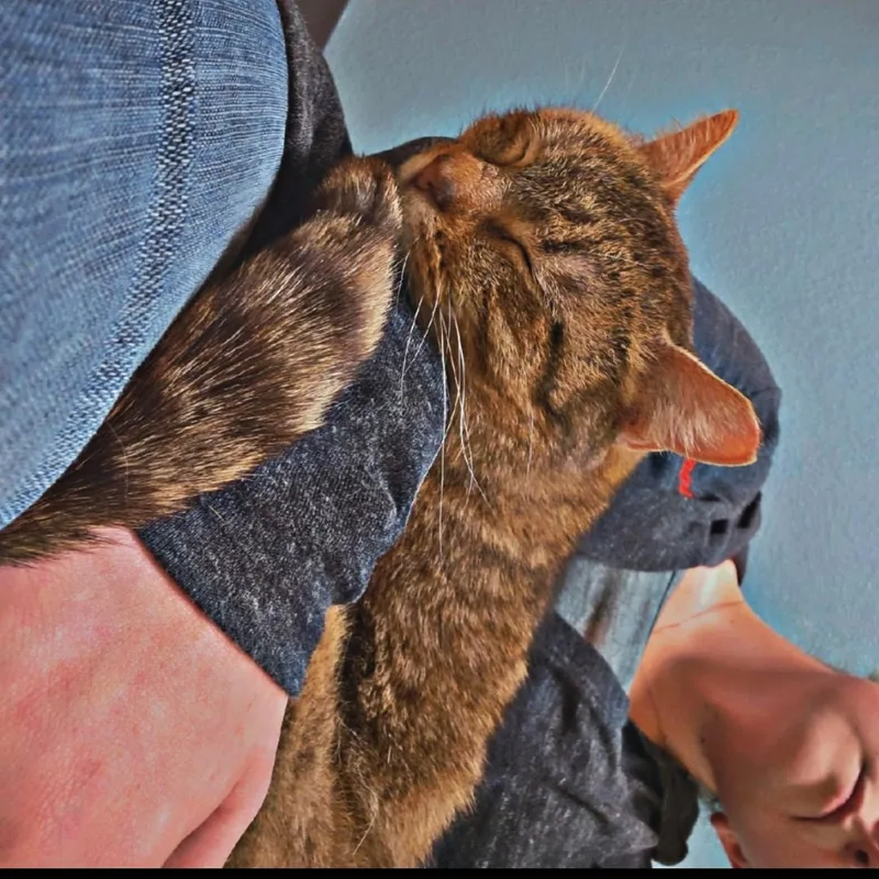 Norman thumbnail 4