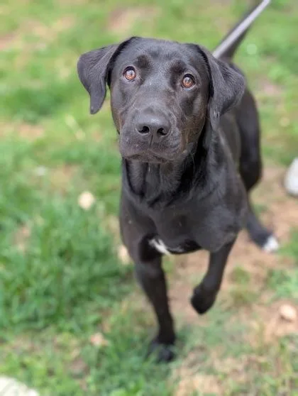 Nolan