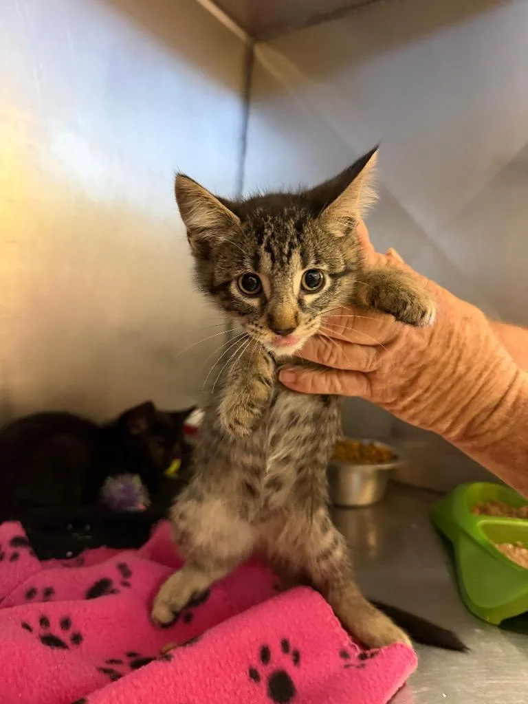 A baby small-sized female Domestic Short Hair cat named Faith for adoption in Bossier City, LA