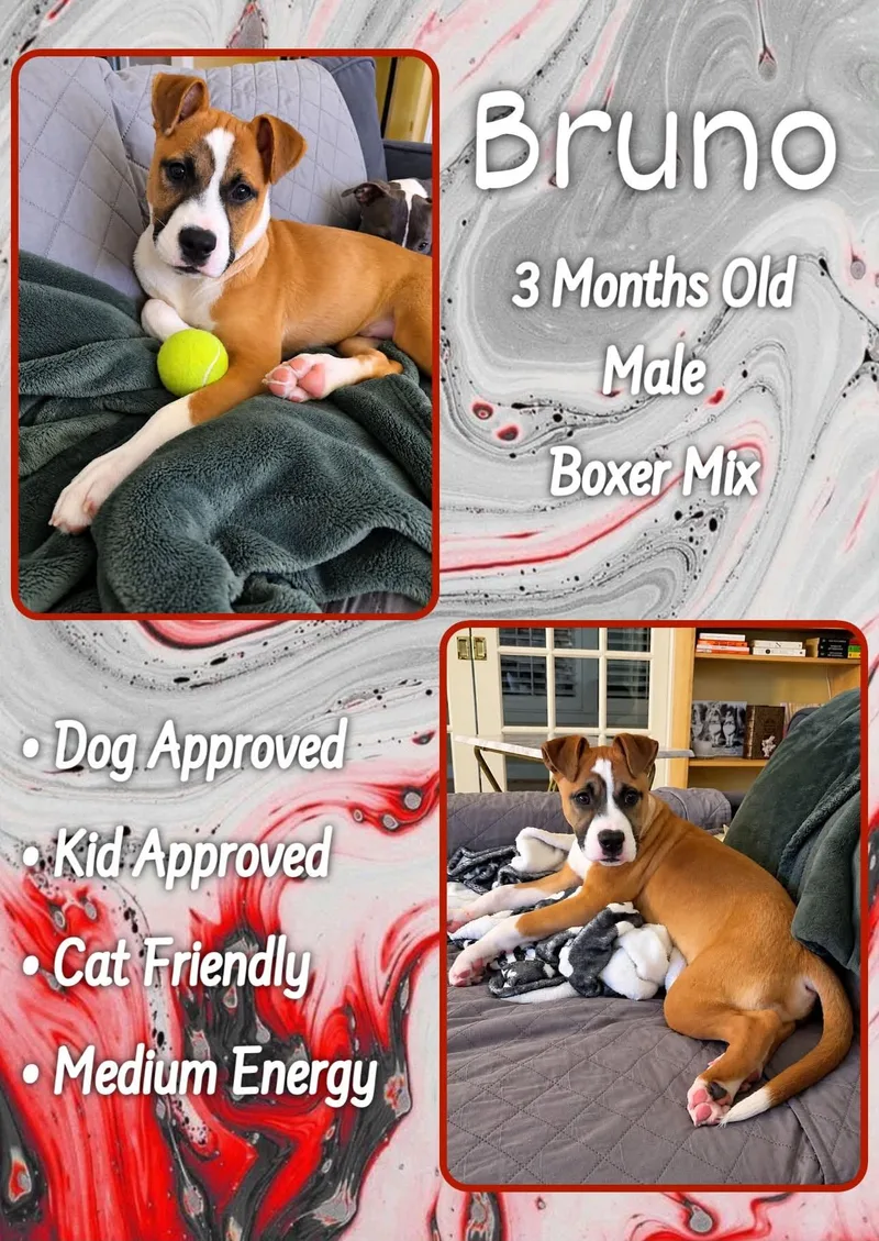 A baby medium-sized male Boxer dog named Bruno for adoption in Jacksonville, NC