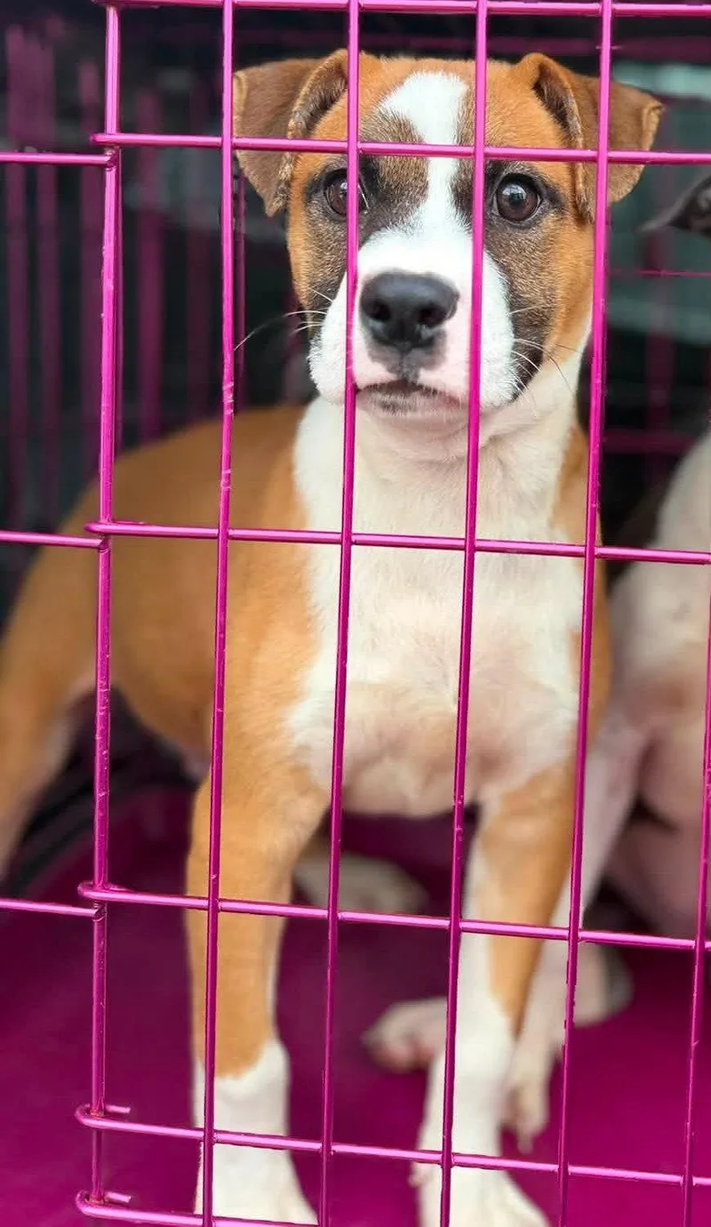 Bruno thumbnail 2
