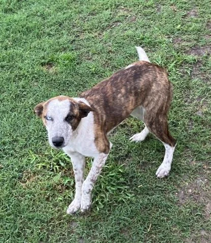 A young large-sized female Mixed Breed dog named Brickley for adoption in Dallas, TX