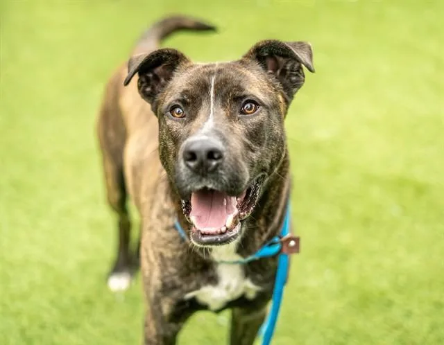 Montgomery thumbnail 2