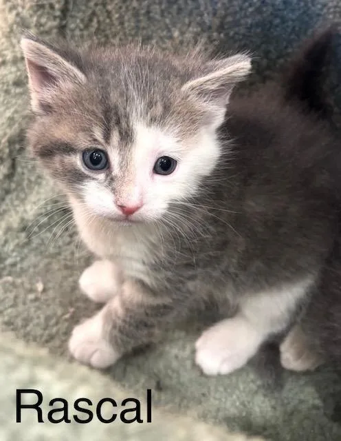 A baby medium-sized male Domestic Short Hair cat named Rascal for adoption in Archbold , OH