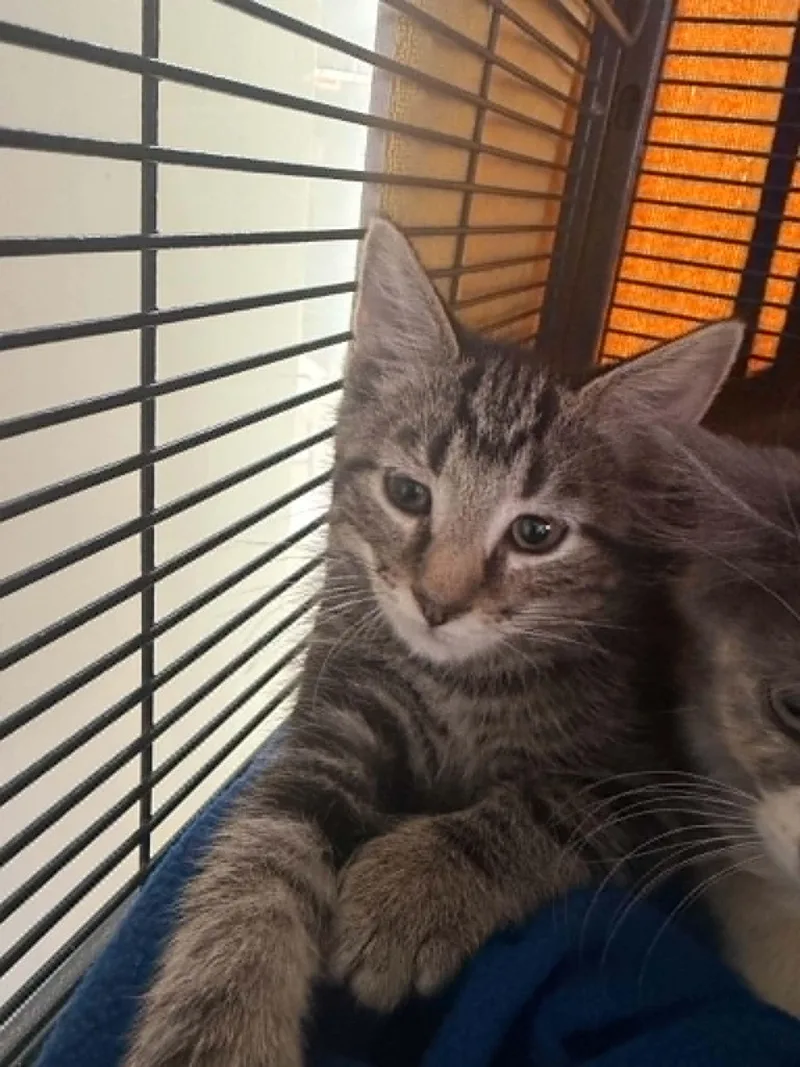 A baby small-sized female Domestic Short Hair cat named Emu for adoption in Hagerstown, MD