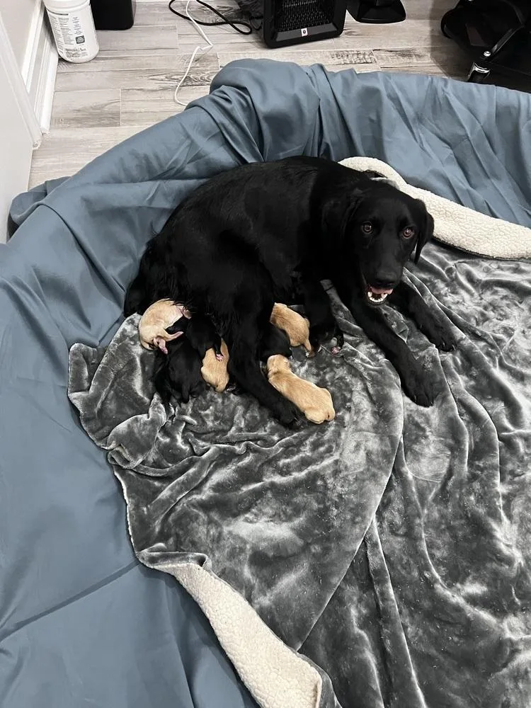 A baby medium-sized male Yellow / Tan / Blond / Fawn Golden Retriever dog named Cleghorn  Charlie for adoption in Broomfield, CO