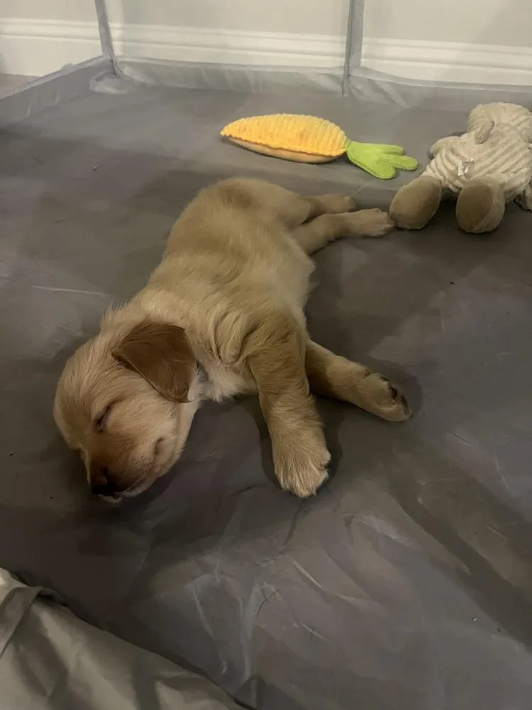 Cleghorn  Charlie thumbnail 2