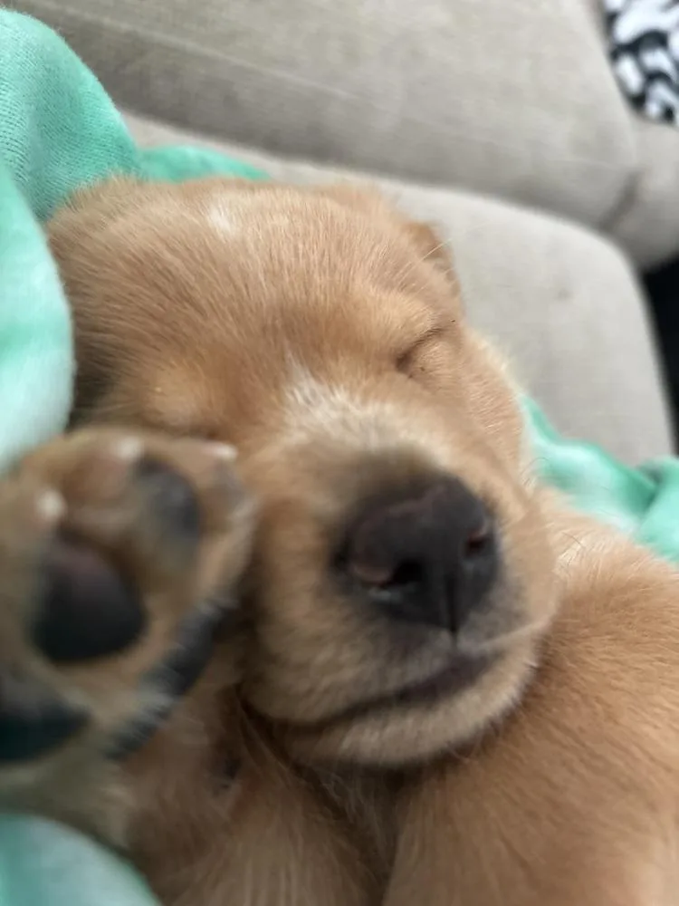 Cleghorn  Charlie thumbnail 4