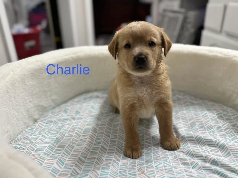 Cleghorn  Charlie thumbnail 5