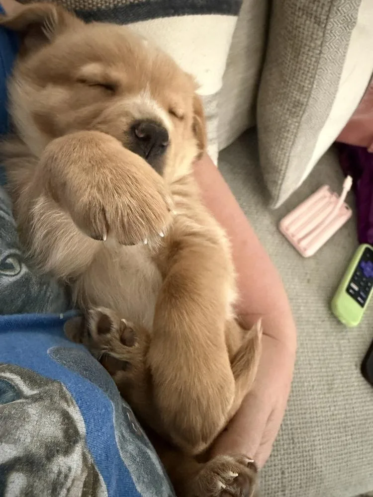 Cleghorn  Charlie thumbnail 6