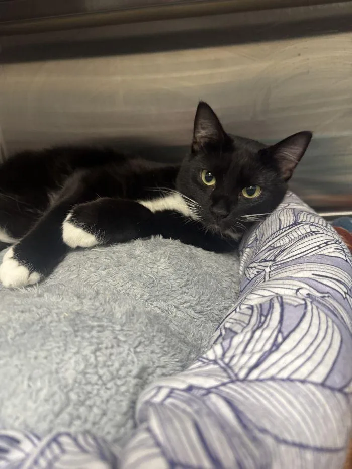 An adult small-sized male Black & White / Tuxedo Domestic Short Hair cat named Yuno for adoption in Hilton Head Island, SC