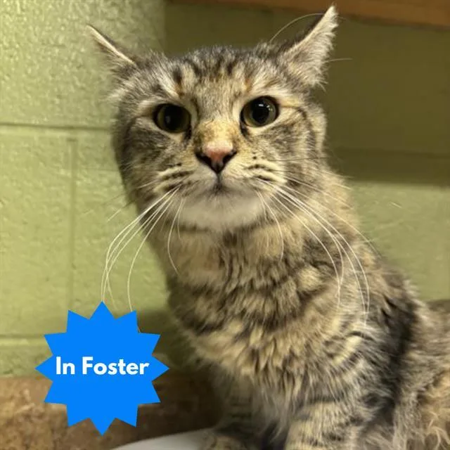 A young small-sized female Domestic Long Hair cat named Isabela for adoption in Indianapolis, IN