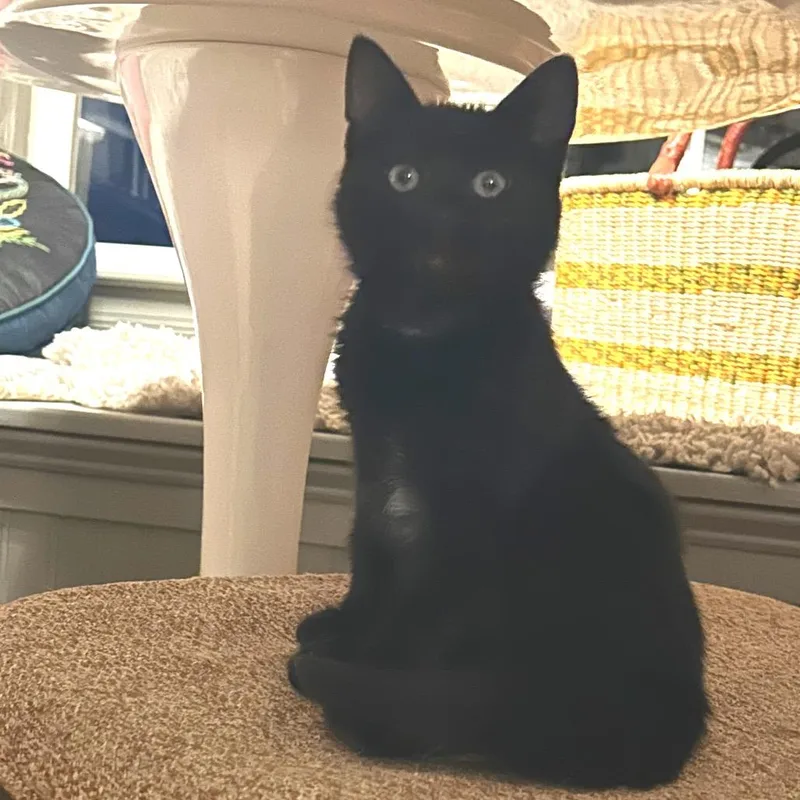 A baby small-sized male Black Domestic Medium Hair cat named Lou for adoption in Fredericksburg, VA