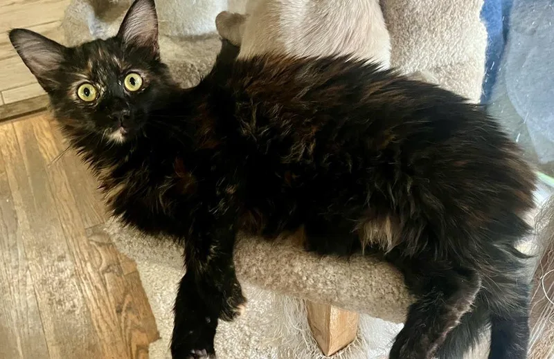 Ms Cocoa Bean