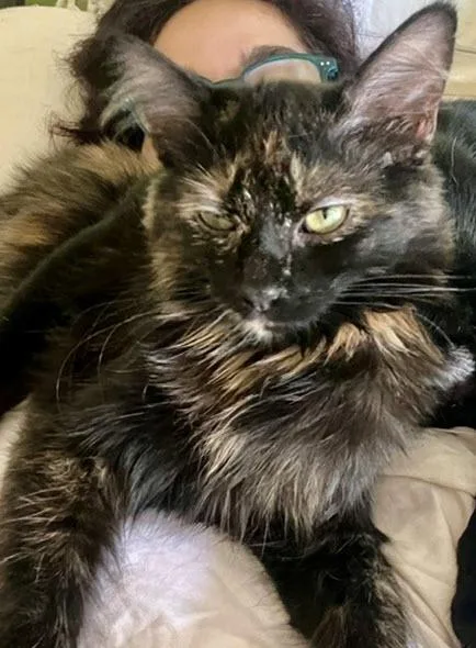 Ms Cocoa Bean thumbnail 2