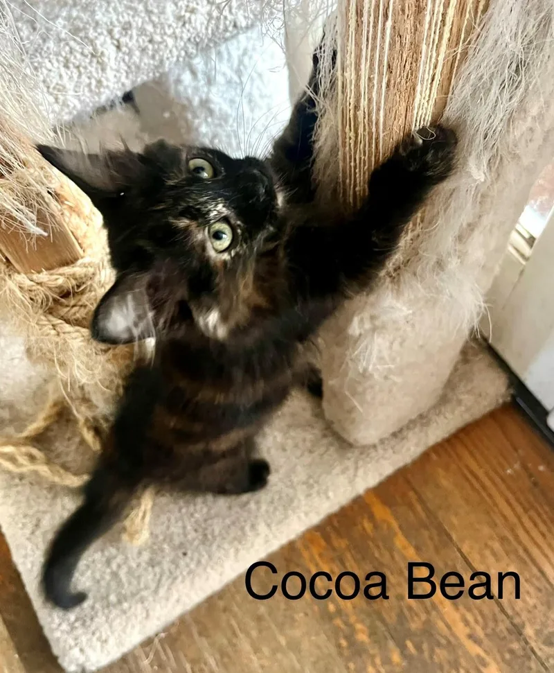 Ms Cocoa Bean thumbnail 3