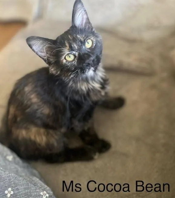 Ms Cocoa Bean thumbnail 5
