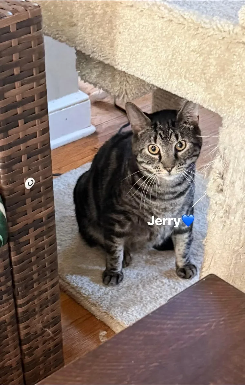 A young large-sized male Tabby cat named Jerry for adoption in Newark, NJ