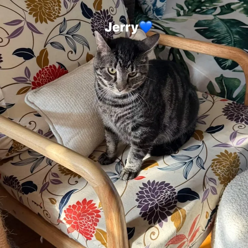 Jerry thumbnail 2