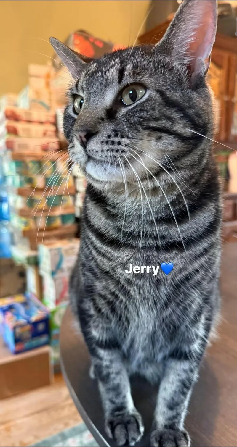 Jerry thumbnail 3