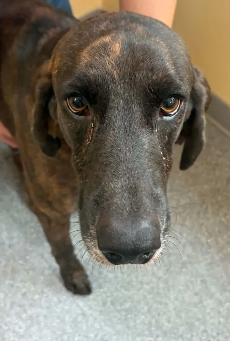 An adult medium-sized male Plott Hound dog named Hank for adoption in Covington, VA
