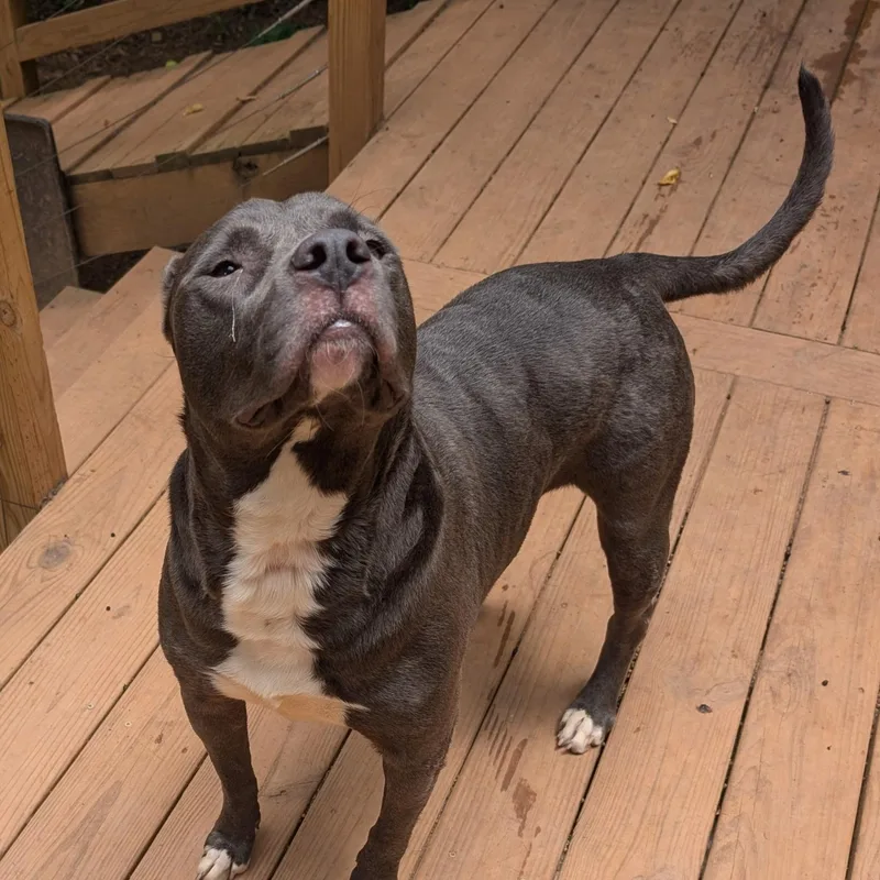 A young medium-sized female Pit Bull Terrier dog named Olive for adoption in atlanta, GA