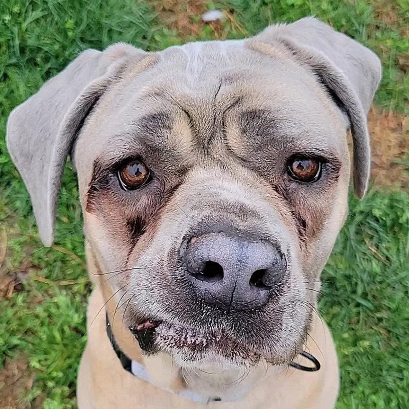 An adult small-sized female Yellow / Tan / Blond / Fawn Cane Corso dog named Belle for adoption in manchester, PA