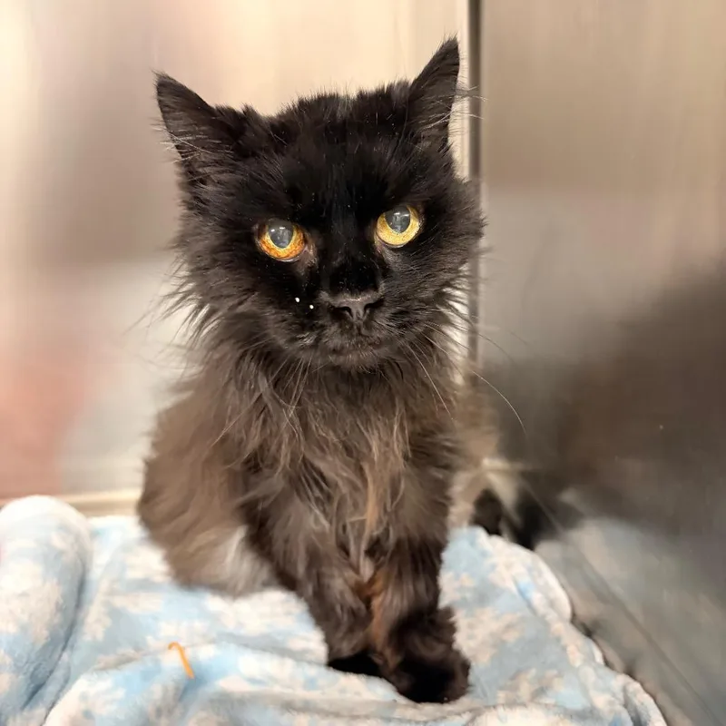 A senior medium-sized female Black Domestic Medium Hair cat named Jackie for adoption in Spokane, WA