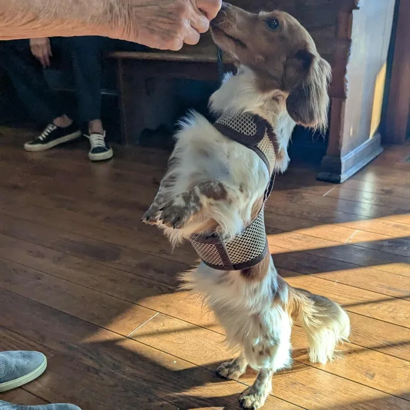 Tommy  Ohio Only thumbnail 2